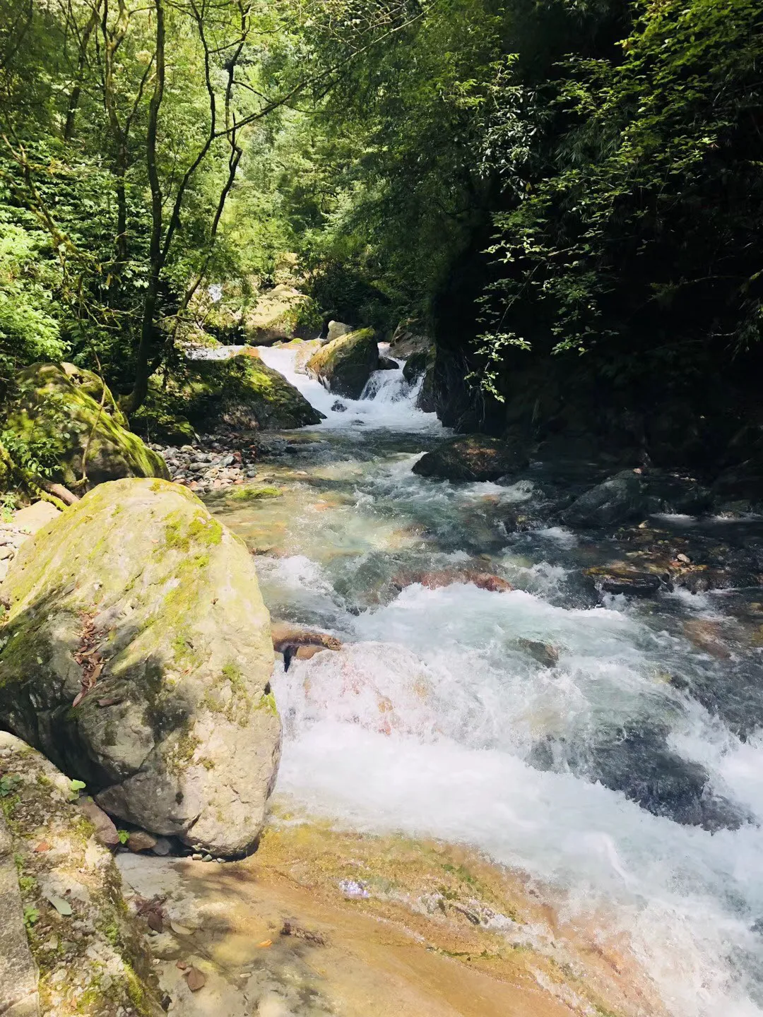 小长颈鹿逃离